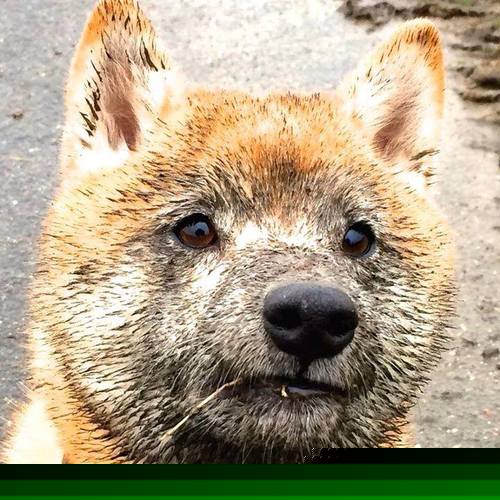 东决关键战之夜,三笘薰压力下完成爆发