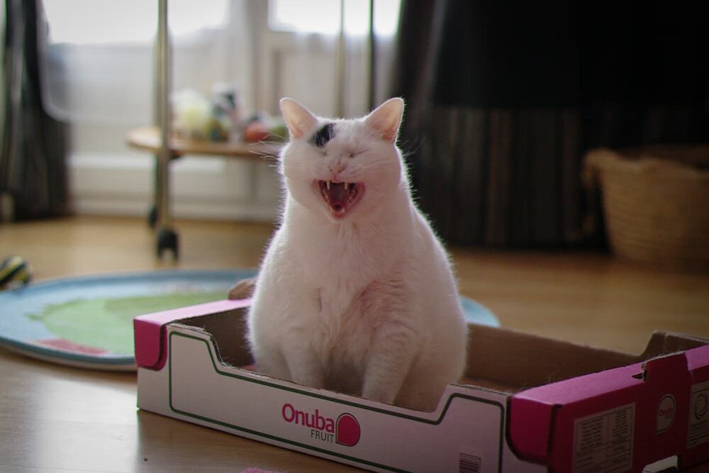 欧冠淘汰赛焦点战，巴黎关键战突围罗马