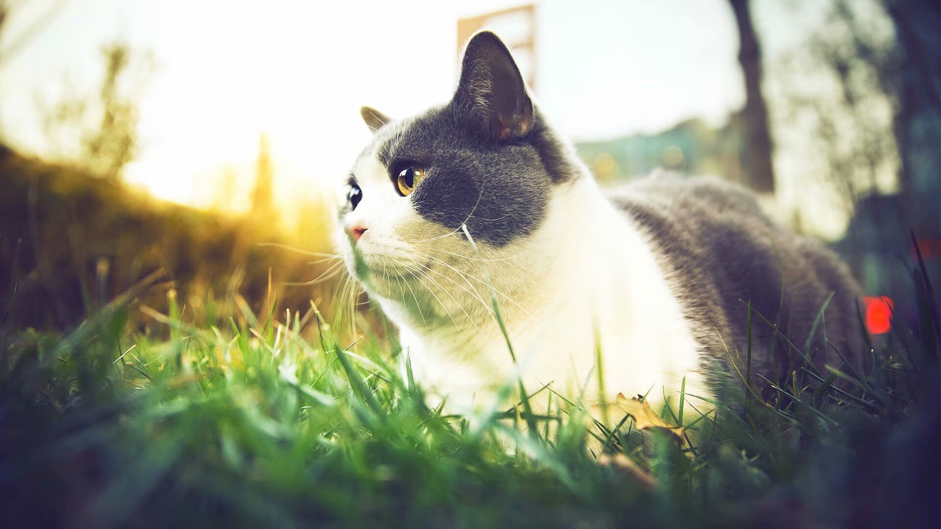 弗拉霍维奇闪耀全场,国际米兰强势终结皇马不败神话