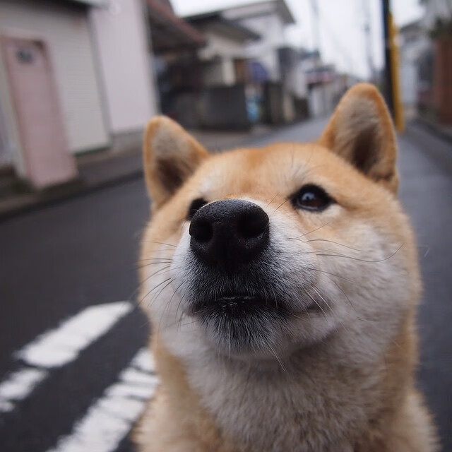跨越赛场的王者时刻，猛龙绝境重生，詹姆斯欧冠赛场诠释统治力